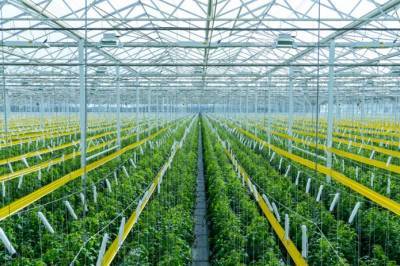 В тепличные технологии текут инвестиции - agroportal.ua - Колумбия