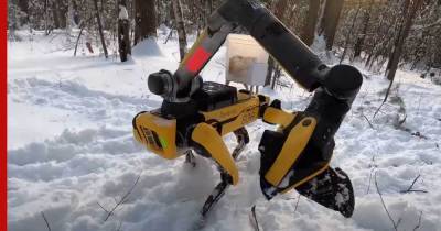 Робопес Boston Dynamics научился убираться и сажать цветы: видео - profile.ru - Boston