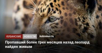 Пропавший более трех месяцев назад леопард найден живым - kubnews.ru - респ. Алания