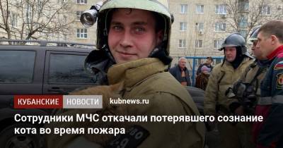 Сотрудники МЧС откачали потерявшего сознание кота во время пожара - kubnews.ru