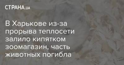 В Харькове из-за прорыва теплосети залило кипятком зоомагазин, часть животных погибла - strana.ua - Харьков
