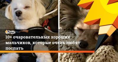 10+ очаровательных хороших мальчиков, которые очень любят поспать - ridus.ru