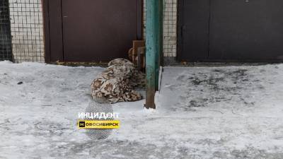 В Новосибирске погибла собака из-за застрявшего в лифте поводка - vesti.ru - Новосибирск
