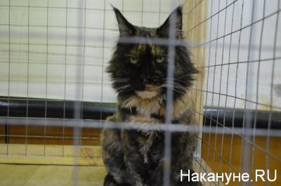 В ГУФСИН опровергли массовое истребление кошек в уральской колонии - nakanune.ru - Свердловская обл.