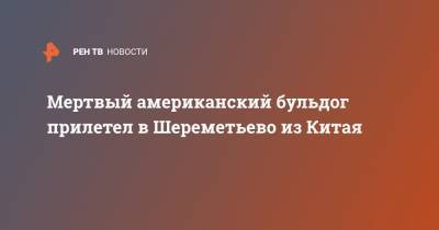 Мертвый американский бульдог прилетел в Шереметьево из Китая - ren.tv - Москва