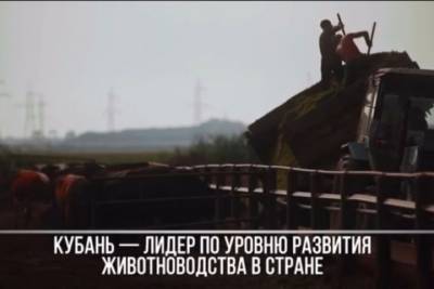 Вениамин Кондратьев - Губернатор Кубани поздравил животноводов с профессиональным праздником - kuban.mk.ru - Краснодарский край