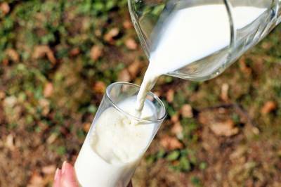 Агро - Молоко из ячменя: уникальный продукт не уступает во вкусе и питательности животному - 24tv.ua