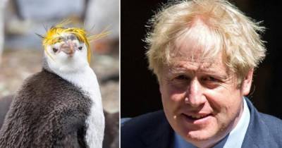 Борис Джонсон - В Сети нашли пингвина, похожего на Бориса Джонсона - ren.tv - Англия - Мальвинские Острова