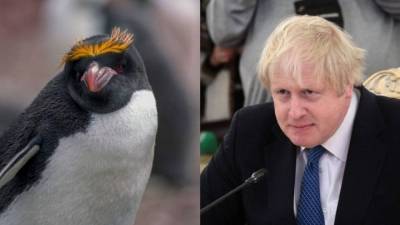 Борис Джонсон - Пингвины не обрадовались заблудившемуся сородичу с “прической” как у Джонсона - skuke.net - Англия - Мальвинские Острова