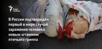 Анна Попова - В России подтверждён первый в мире случай заражения человека новым штаммом птичьего гриппа - svoboda.org