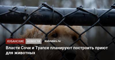 Власти Сочи и Туапсе планируют построить приют для животных - kubnews.ru - Сочи