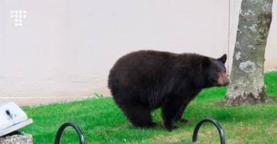 На Аляске медведь напал на девушку в уличном туалете, затаившись под крышкой сиденья. К счастью, все живы-здоровы - hromadske.ua - шт.Аляска