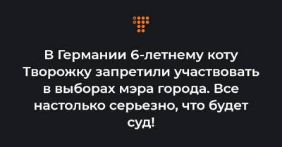 В Германии 6-летнему коту Творожку запретили участвовать в выборах мэра города. Все настолько серьезно, что будет суд! - hromadske.ua