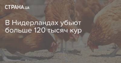 В Нидерландах убьют больше 120 тысяч кур - strana.ua - Голландия