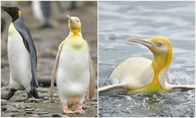 Дэвид Аттенборо - Не такой как все: в Атлантике засняли желтого пингвина - skuke.net - Бельгия - Антарктида