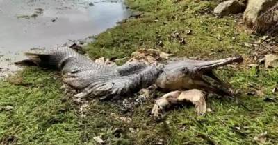 Гигантская рыба с головой крокодила напугала людей у водоема - ren.tv - Шотландия - Сингапур - Республика Сингапур