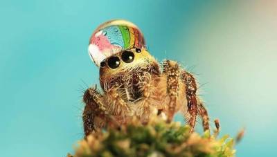 Индонезия - Крошечные пауки, которые носят каплю воды как шляпу: забавные фото - 24tv.ua - Новости