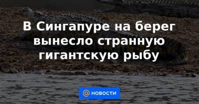 В Сингапуре на берег вынесло странную гигантскую рыбу - news.mail.ru - Шотландия - Сингапур - Республика Сингапур