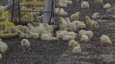 Георгий Викулов - Вирусолог посоветовал отказаться от ряда продуктов, чтобы не заболеть птичьим гриппом - nation-news.ru