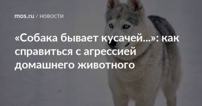 «Собака бывает кусачей...»: как справиться с агрессией домашнего животного - mos.ru