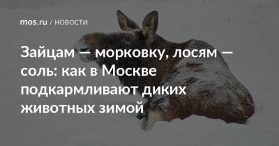 Зайцам — морковку, лосям — соль: как в Москве подкармливают диких животных зимой - mos.ru - Москва