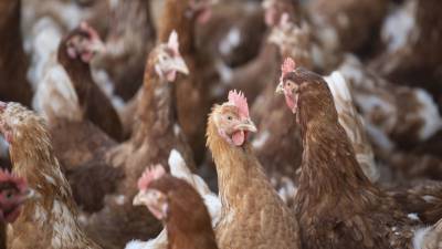 Георгий Викулов - Анна Попова - Эксперт рассказал о высокой летальности H5N8 и мерах профилактики - vesti.ru