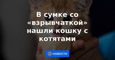 В сумке со «взрывчаткой» нашли кошку с котятами - news.mail.ru - шт. Огайо - USA