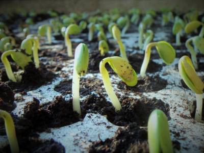 Роберт Кох - Ученые выводят сою, устойчивую к тле - agroportal.ua - шт. Миннесота