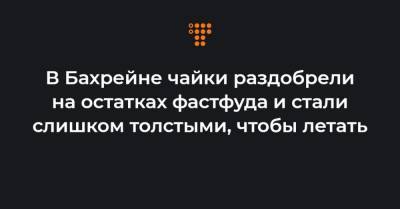 В Бахрейне чайки раздобрели на остатках фастфуда и стали слишком толстыми, чтобы летать - hromadske.ua - Бахрейн