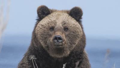 Спрятавшийся в выгребной яме медведь оставил синяки на ягодицах жительницы Аляски - newinform.com - шт.Аляска