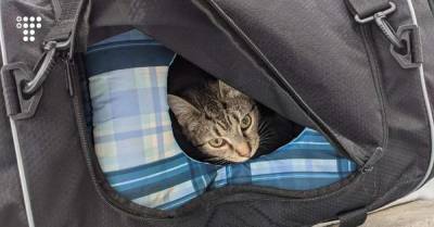 Полицейские прибыли на вызов по поводу «подозрительной сумки». Никто не ожидал увидеть там кошку и 6 котят - hromadske.ua - шт. Огайо - USA