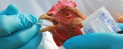 Анна Попова - «Вектор» начал разработку вакцины от птичьего гриппа H5N8 - runews24.ru
