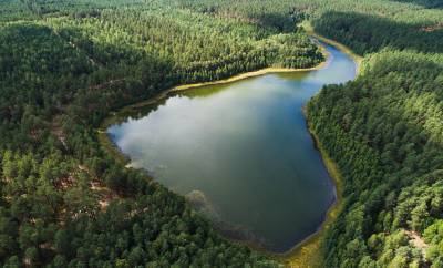 Red kite and monks fishing. Grodno Pushcha in the new project "GP" - grodnonews.by