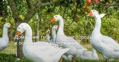 Домашние гуси — лучшие породы и особенности содержания - skuke.net