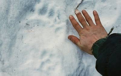 На Аляске медведь укусил местную жительницу за ягодицы - korrespondent.net - США - шт.Аляска