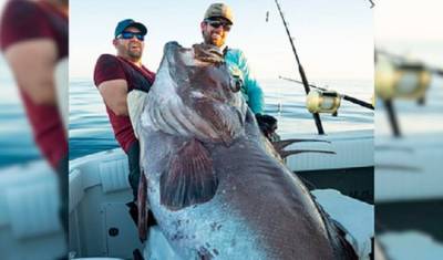 Американские рыболовы поймали окуня длиной больше человеческого роста - mirnov.ru - USA - шт.Флорида