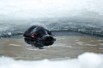 Крошик и Шлиссик тестируют защиту для тюленей от рыбацких сетей - neva.today