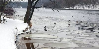 В столичных водах обитают 39 видов рыб - m24.ru - Москва