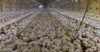 Анна Попова - Птичий грипп H5N8 впервые передался человеку: симптомы болезни и как не заразиться - focus.ua - Россия