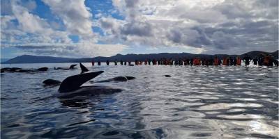 Десятки черных дельфинов выбросились на берег в Новой Зеландии - nv.ua - Новая Зеландия