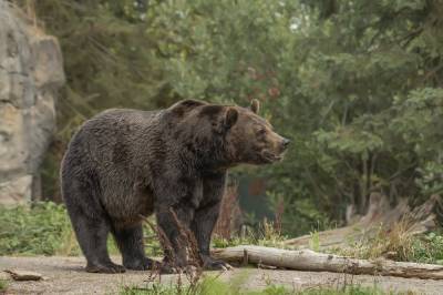 Неожиданный гость: в США медведь пришел на домашнюю вечеринку к диджею – курьезное видео - 24tv.ua - США