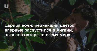 Царица ночи: редчайший цветок впервые распустился в Англии, вызвав восторг по всему миру - news.tut.by - Англия