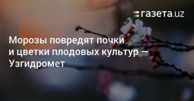 Морозы повредят почки и цветки плодовых культур — Узгидромет - gazeta.uz - Узбекистан