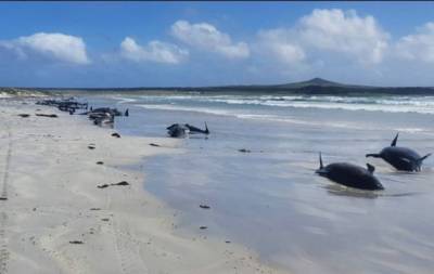 В Новой Зеландии на берег выбросились 49 черных дельфинов: выжили не все - enovosty.com - Новая Зеландия