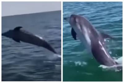 Дельфины подплыли к самому берегу в Одессе, яркое видео: пока нет отдыхающих - odessa.politeka.net - Одесса