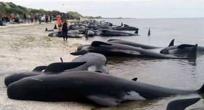 Большая стая черных дельфинов выбросилась на берег Новой Зеландии - lenta.ua - Новая Зеландия