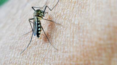 Биологи объяснили нежелание комаров-самцов пить кровь человека - newinform.com