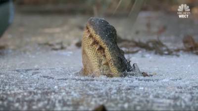 Замороженные аллигаторы это нормально - pravda-tv.ru - США - штат Оклахома