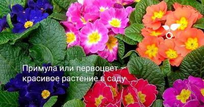 Примула или первоцвет — красивое растение в саду - skuke.net
