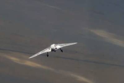 Эскадрильи из Су-57 дополнят тяжелые ударно-разведывательные БПЛА - pravda-tv.ru - Минобороны